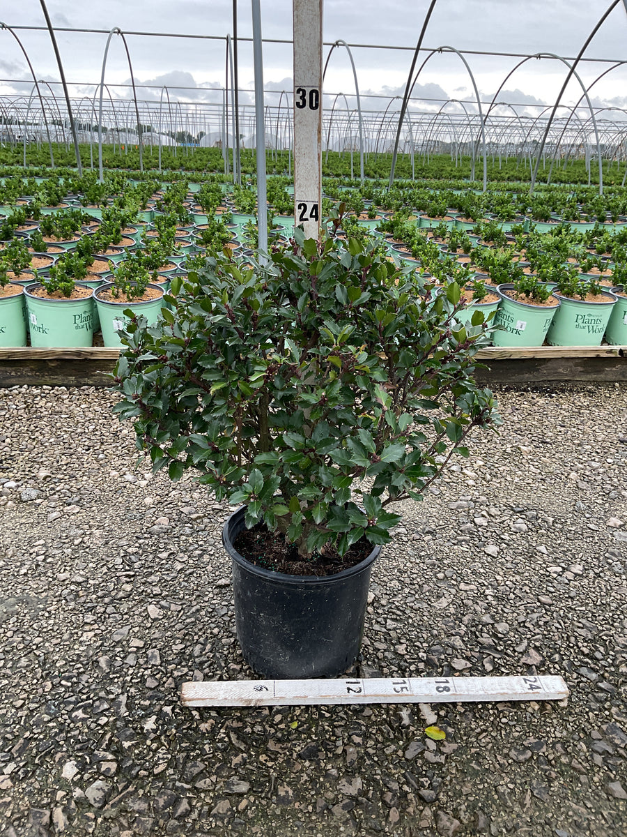 Ilex x meserveae 'Blue Prince'