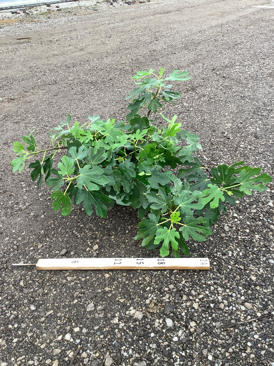Ficus brown 'Brown Turkey'
