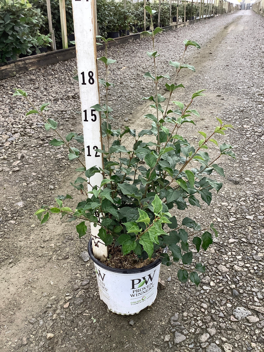 Syringa x 'Penda'