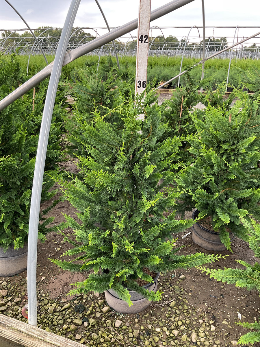 Chamaecyparis obtusa 'Filicoides'