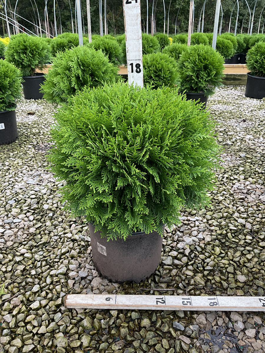 Thuja occidentalis 'Woodwardii'