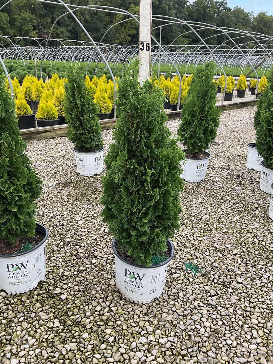 Thuja occidentalis 'Sting'