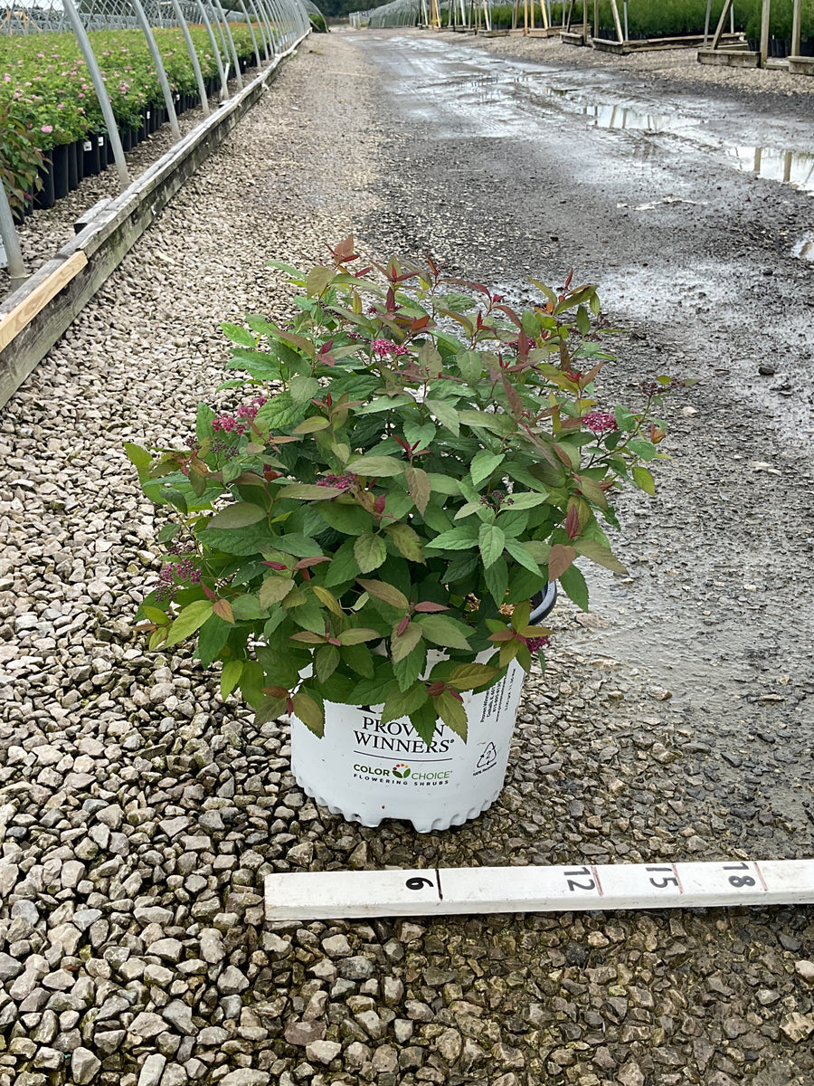 Spiraea JAP 'Dbl Play Red'
