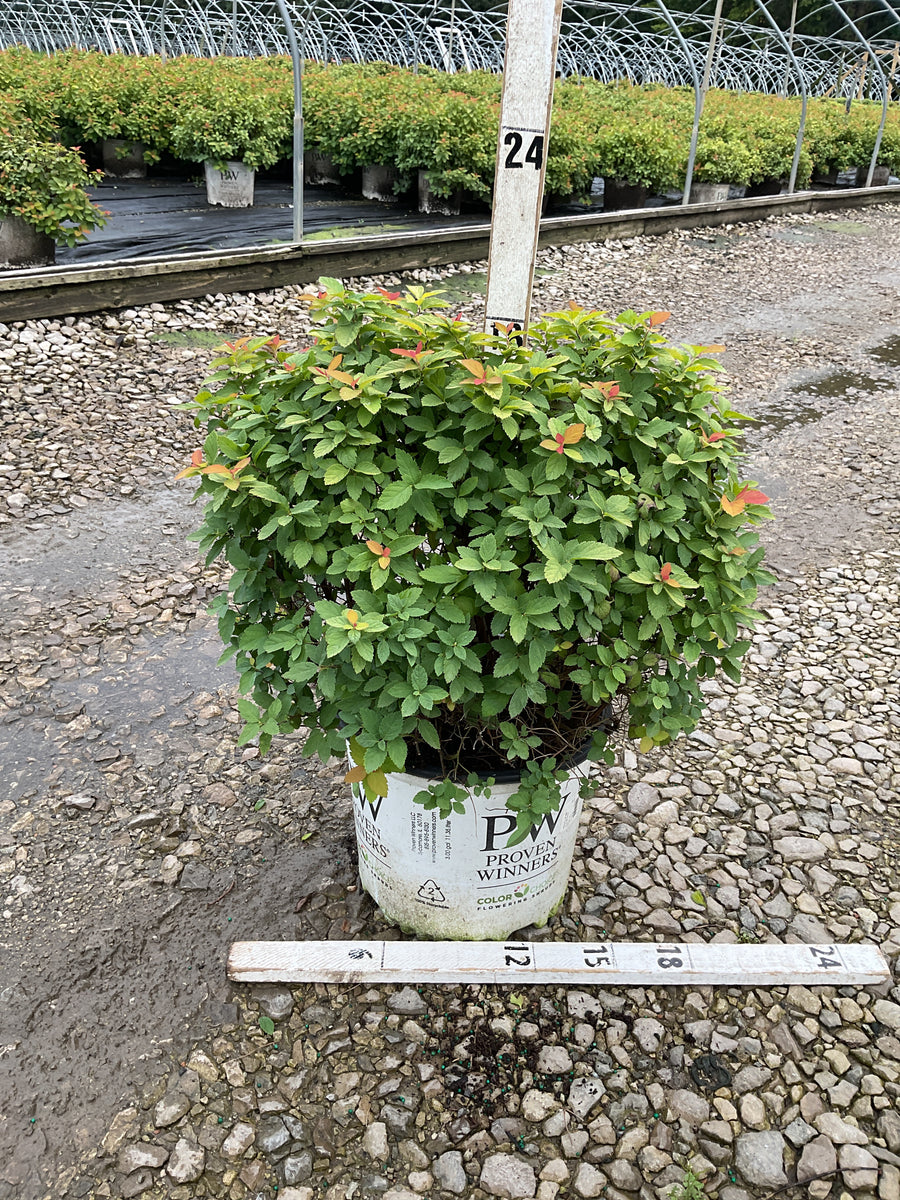 Spiraea japonica 'Tracy'