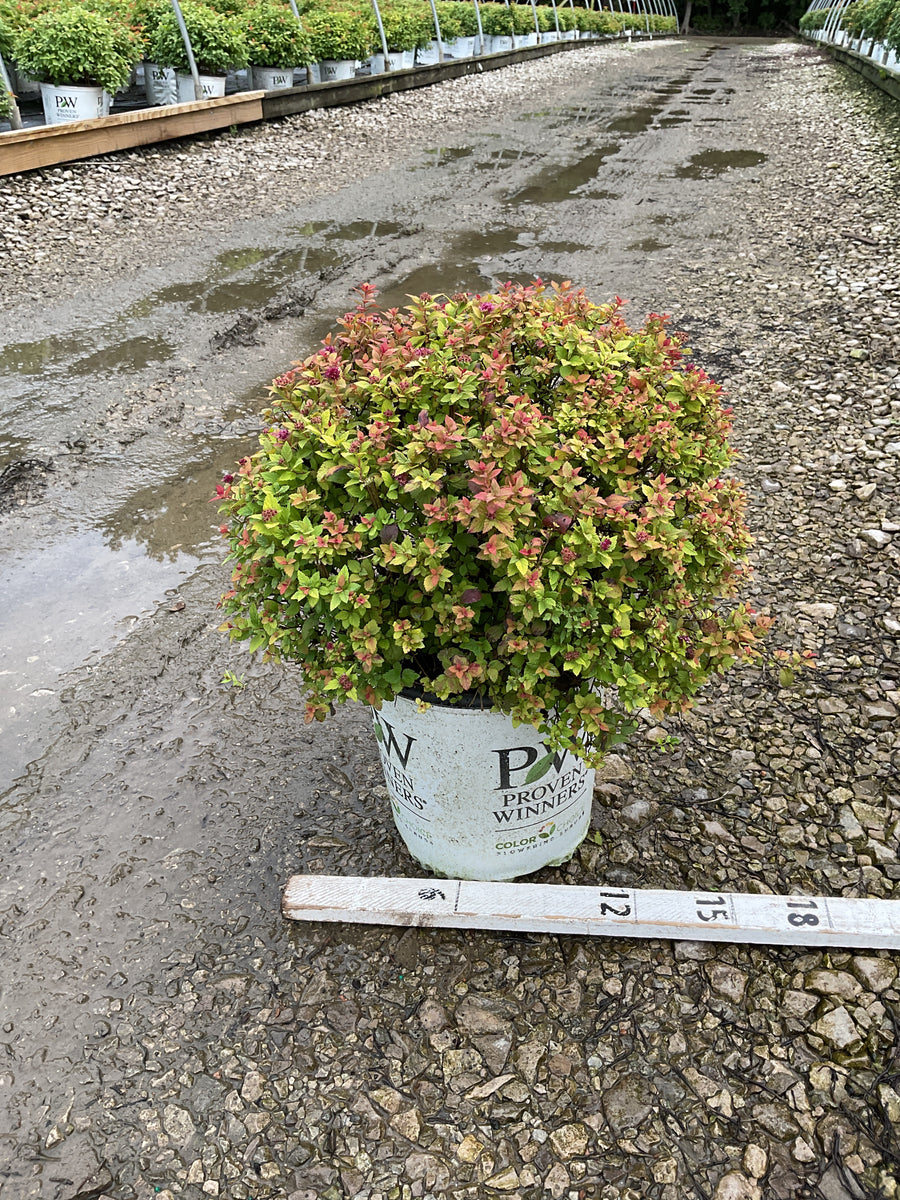 Spiraea JAP 'Dbl Play Dolly'