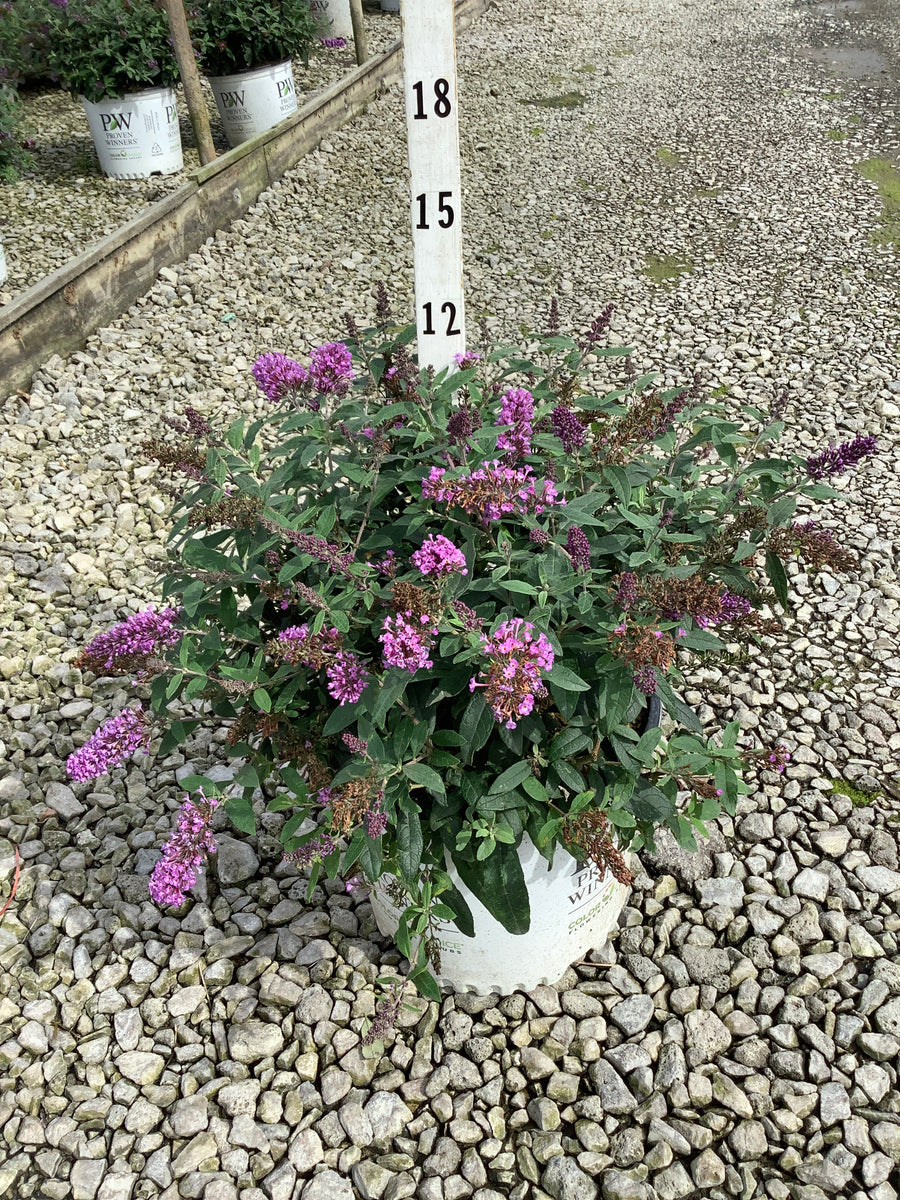 Buddleia 'Pugster Periwinkle'