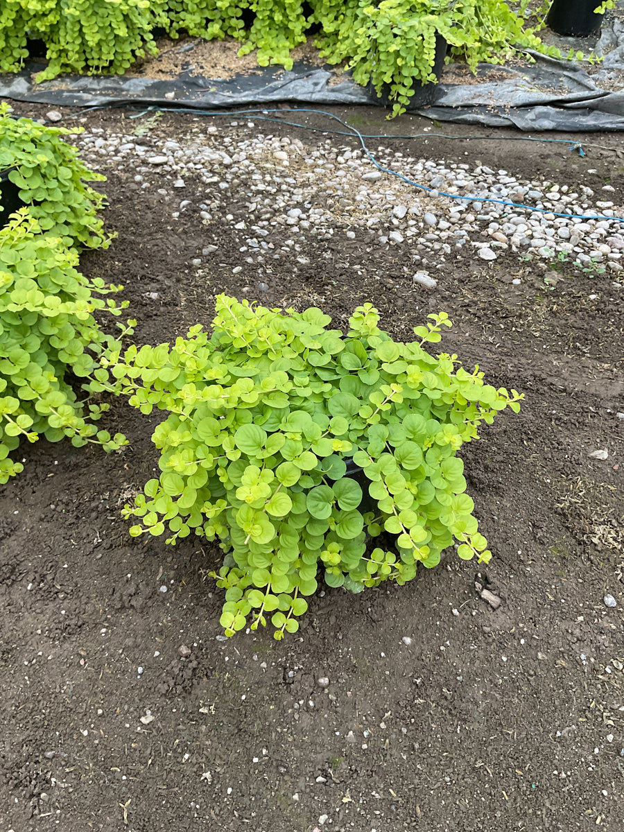 Lysimachia nummularia 'Aurea'