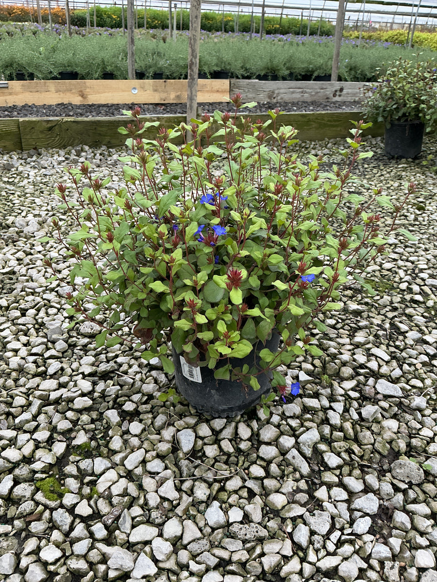 Ceratostigma plumbaginoides