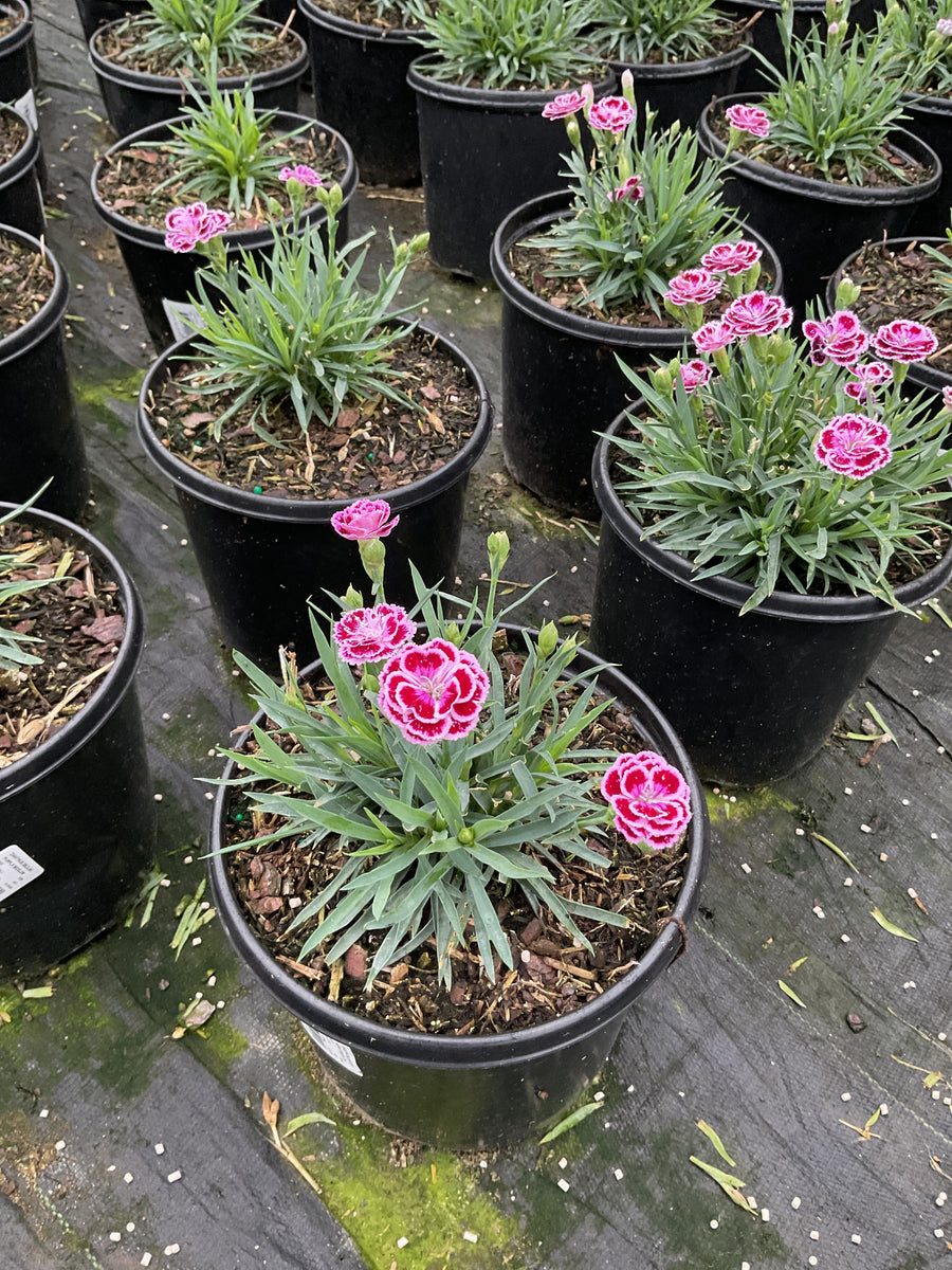 Dianthus delilah 'Purple Bicolor'
