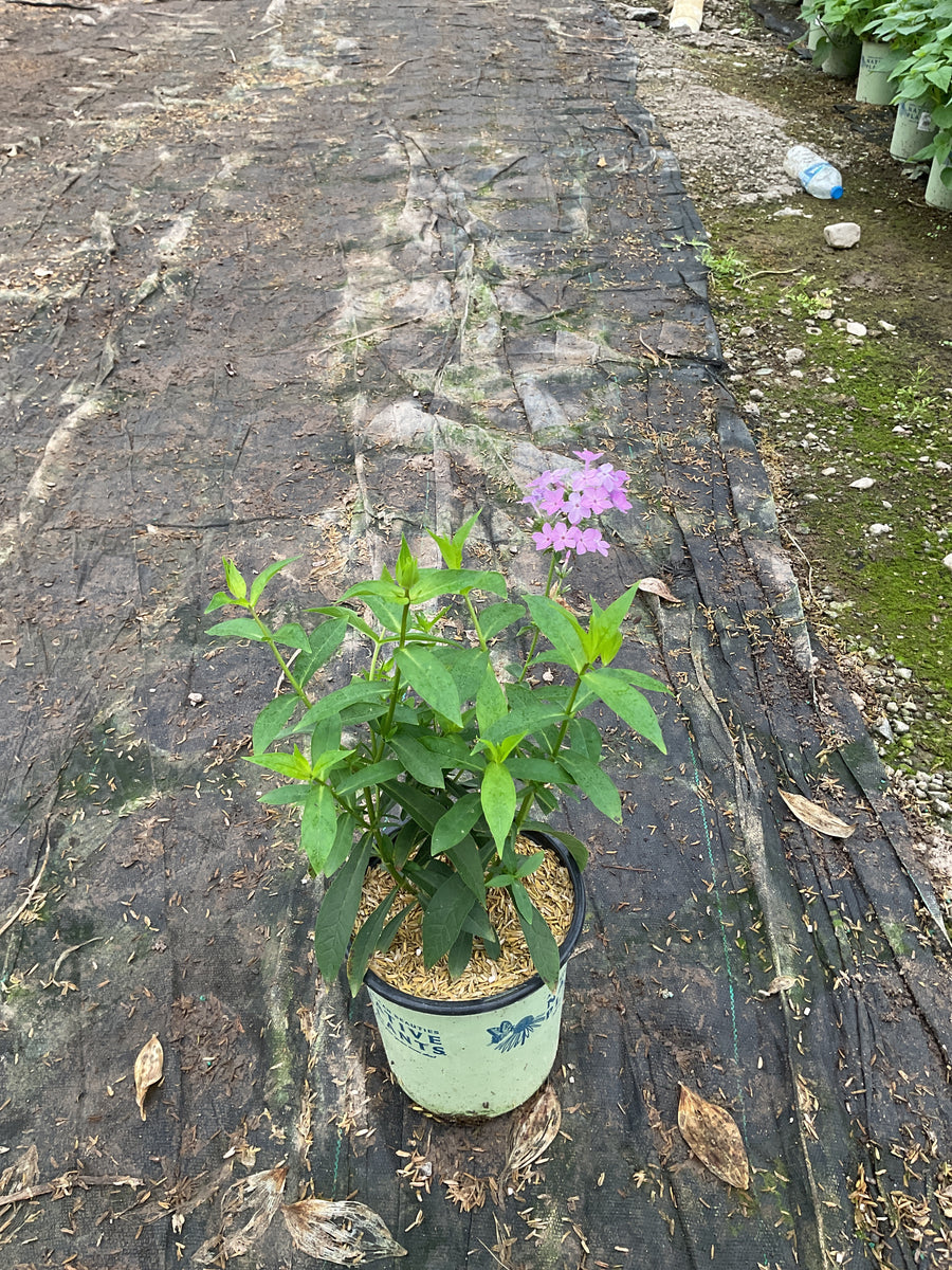 Phlox paniculata 'Jeana'