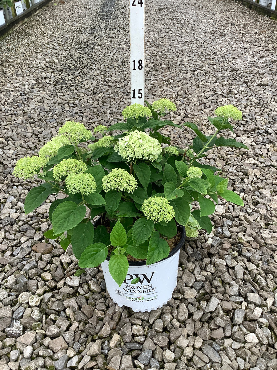 HydranHydrangeagea arborescens ‘Incrediball Storm Proof’