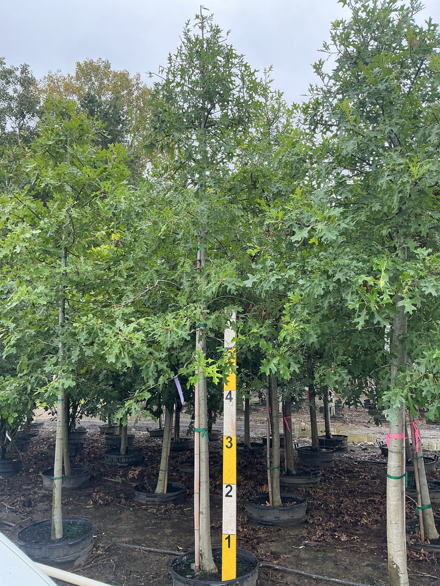 Quercus palustris