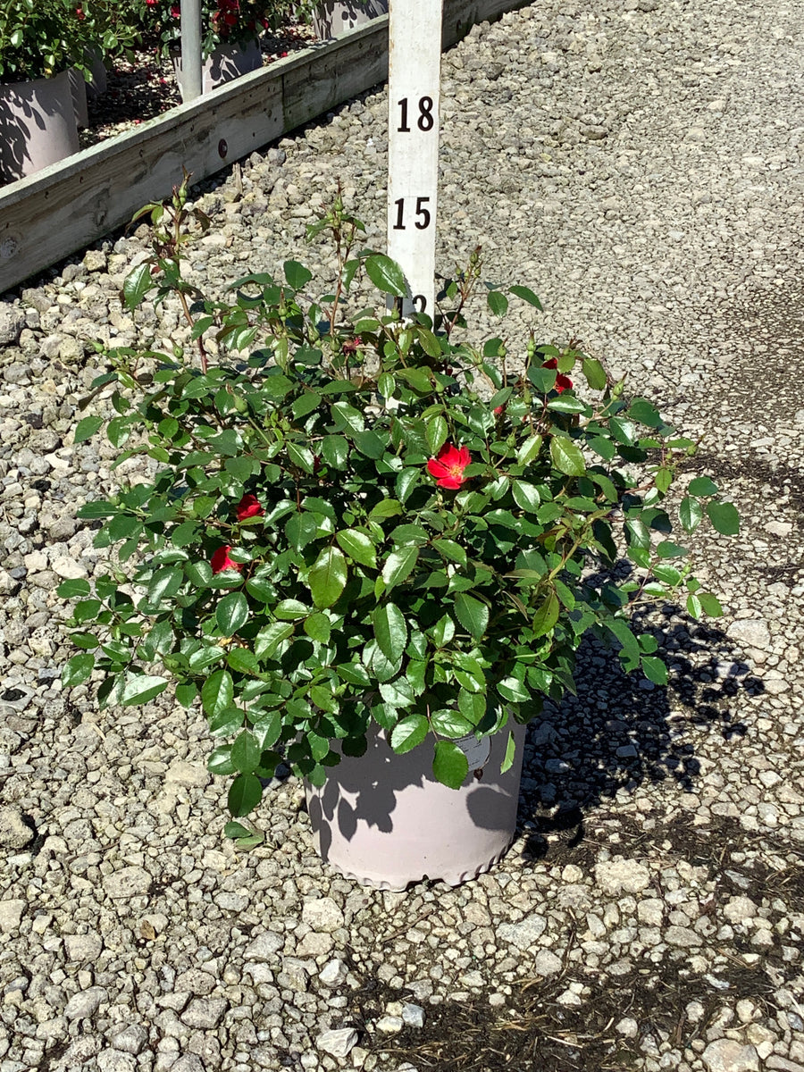 Rosa Scarlet Drift® ('Meidelvega')