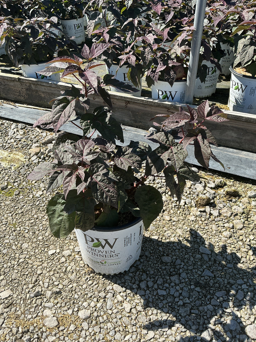 Hibiscus 'Cherry Choco Latte'