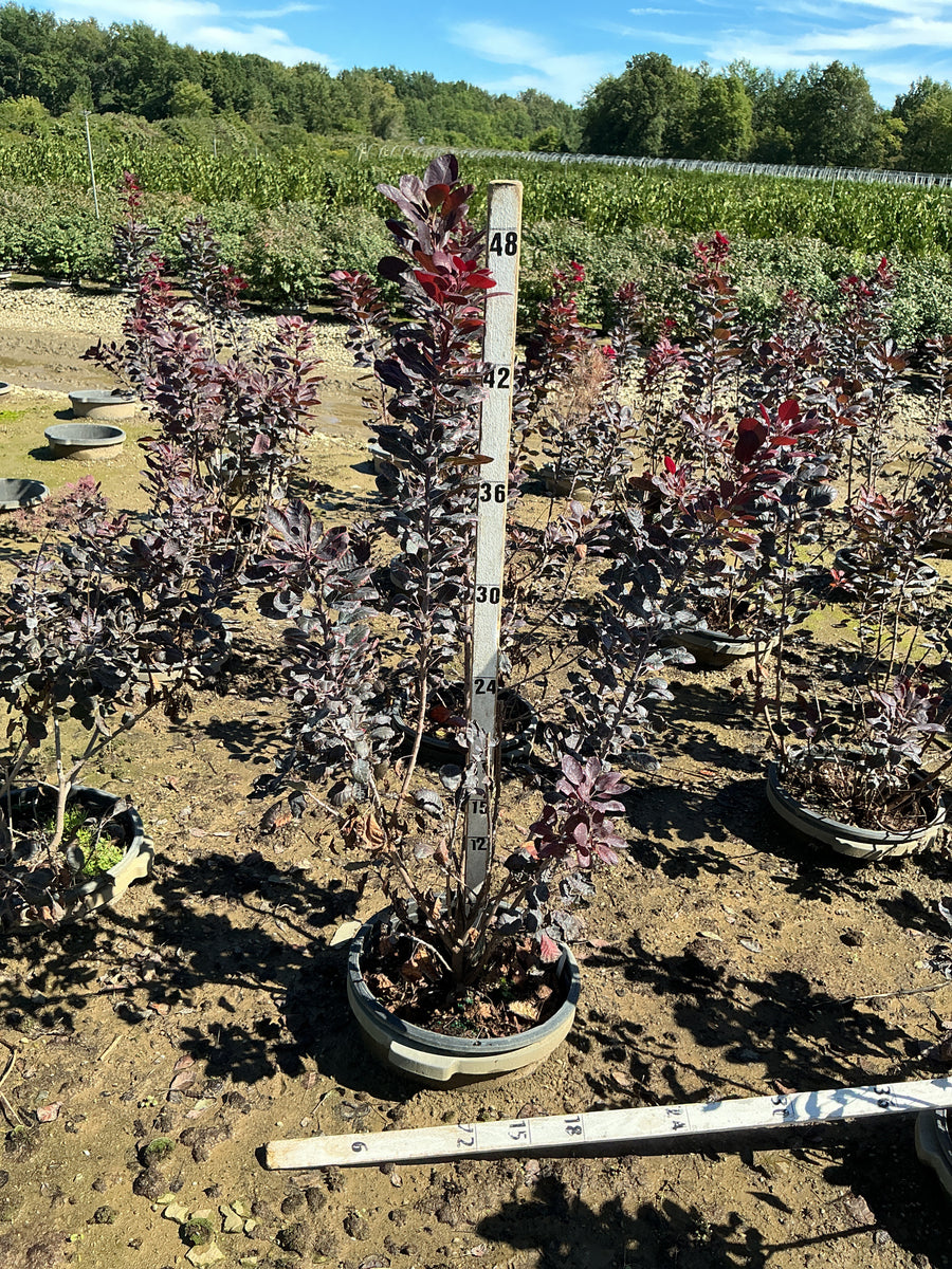 Cotinus coggygria 'Royal Purple'