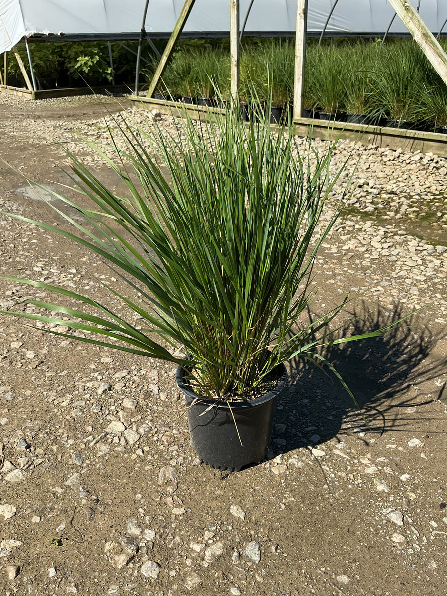 Calamagrostis x acutiflora 'Karl Foerster'