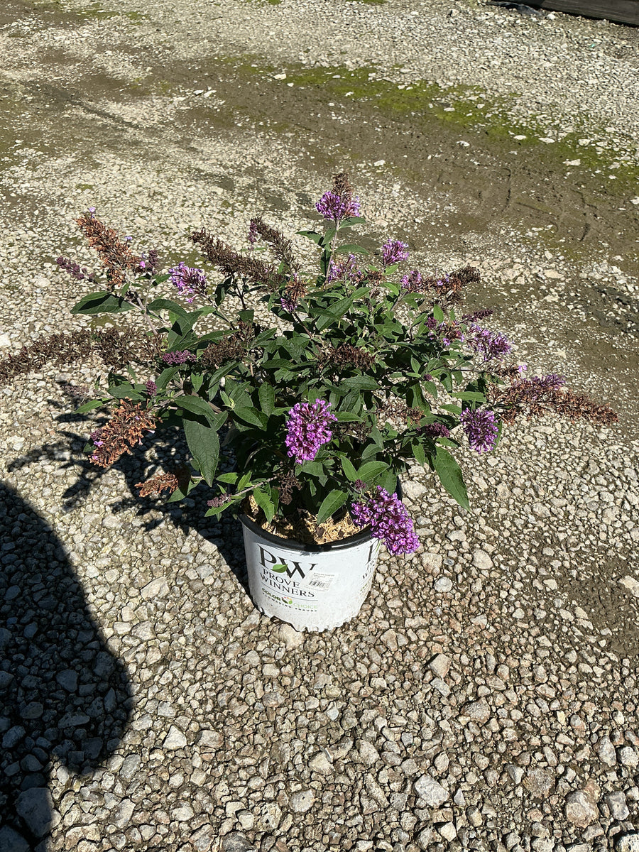 Buddleia 'Pugster Periwinkle'