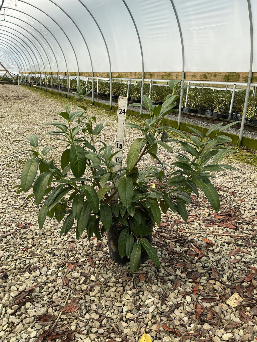 Prunus L 'Zimmerman'