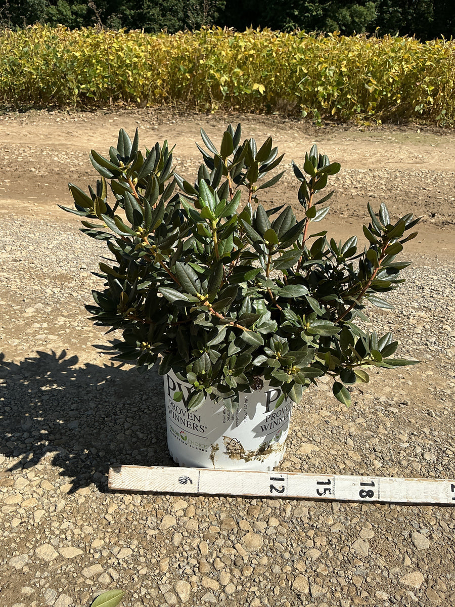 Rhododendron x 'Black Hat'