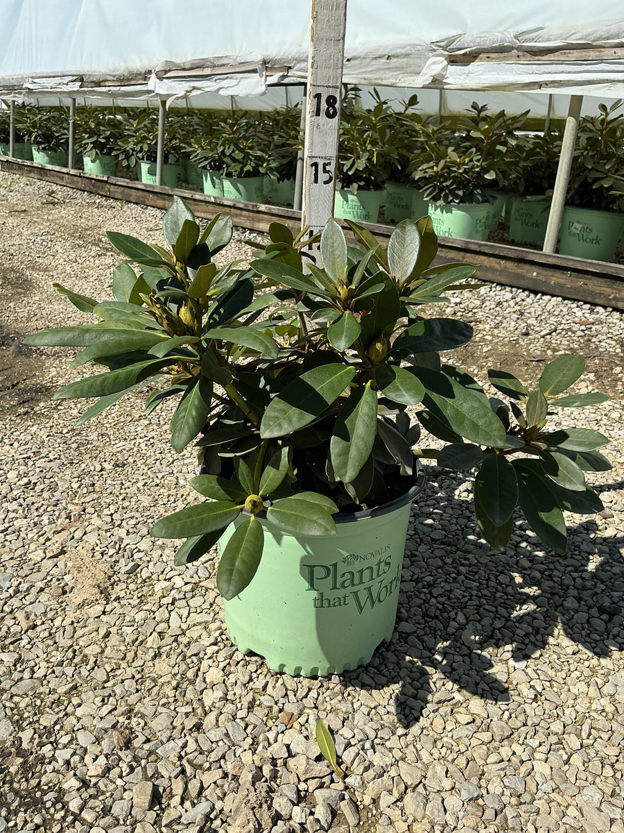 Rhododendron holdens 'Red'