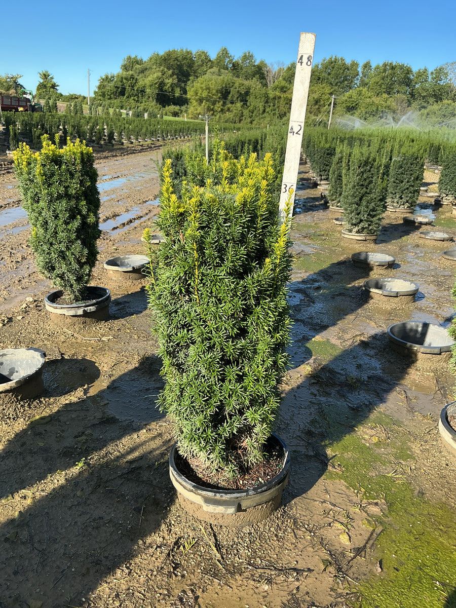 Taxus media 'Maureen'