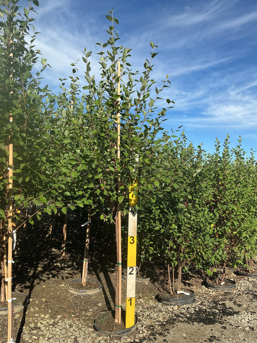 Betula nigra 'Cully'