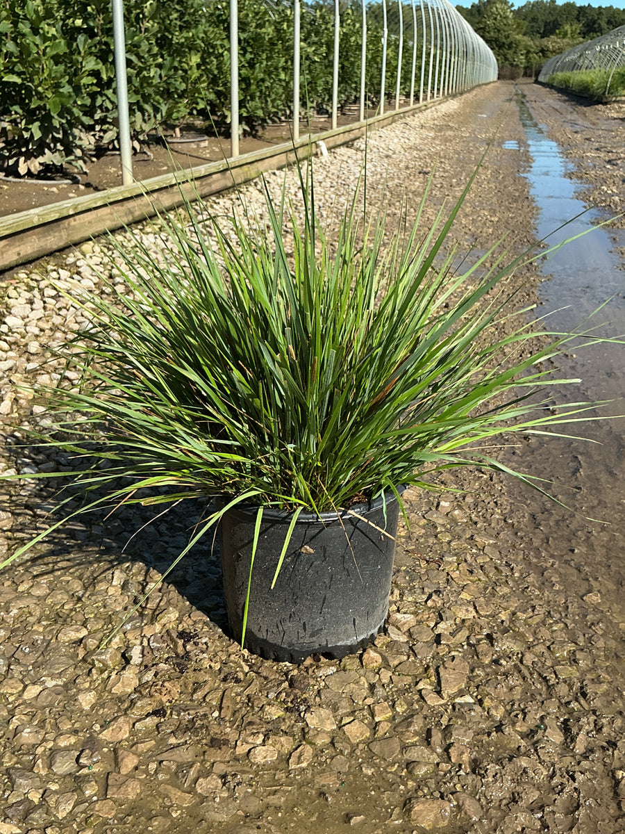 Calamagrostis x acutiflora 'Karl Foerster'