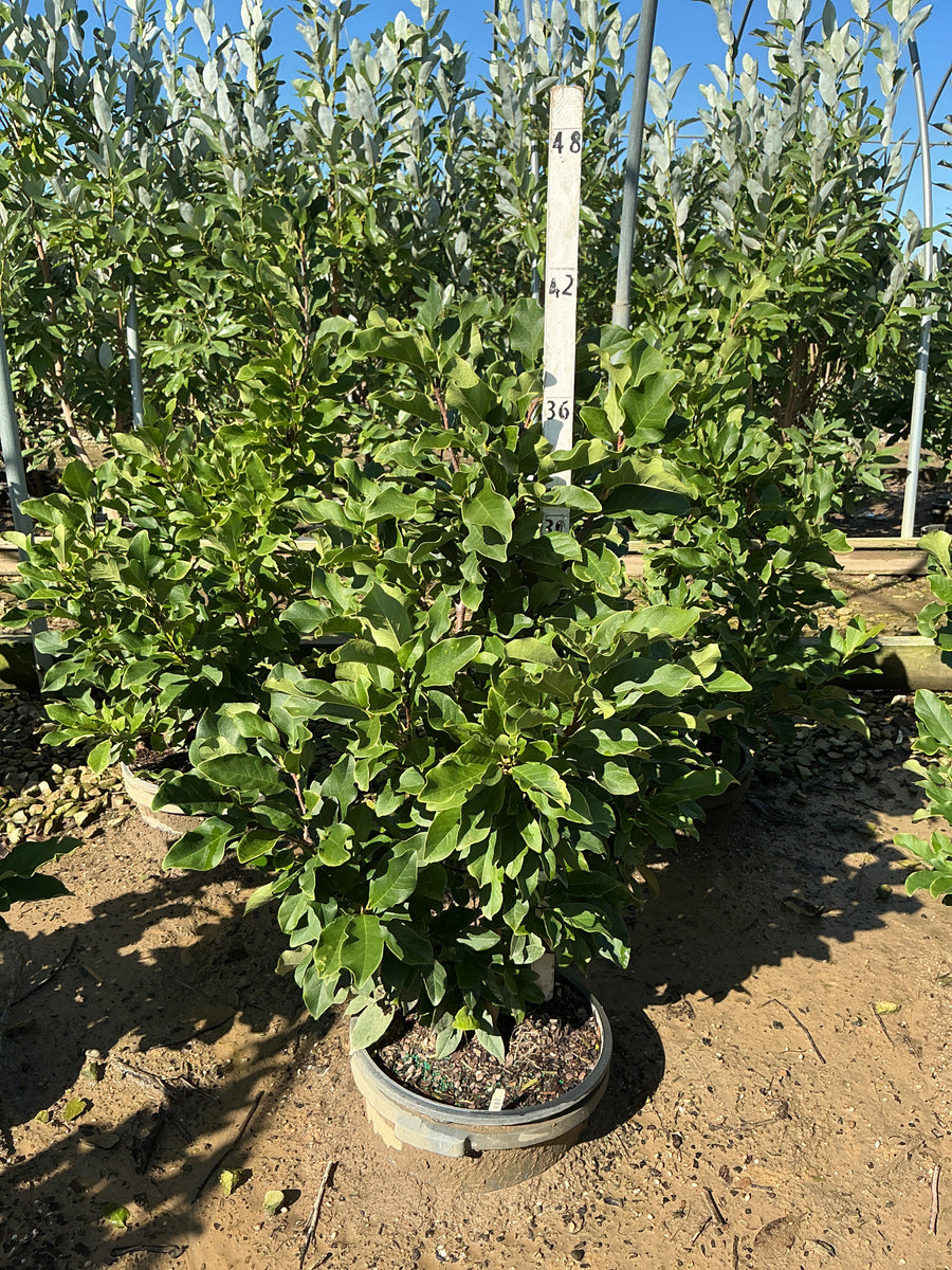 Magnolia x 'Ann'