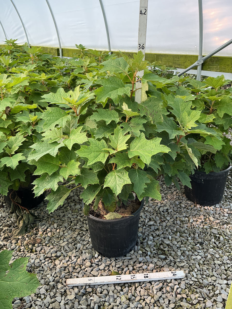 Hydrangea quercifolia 'Alice'