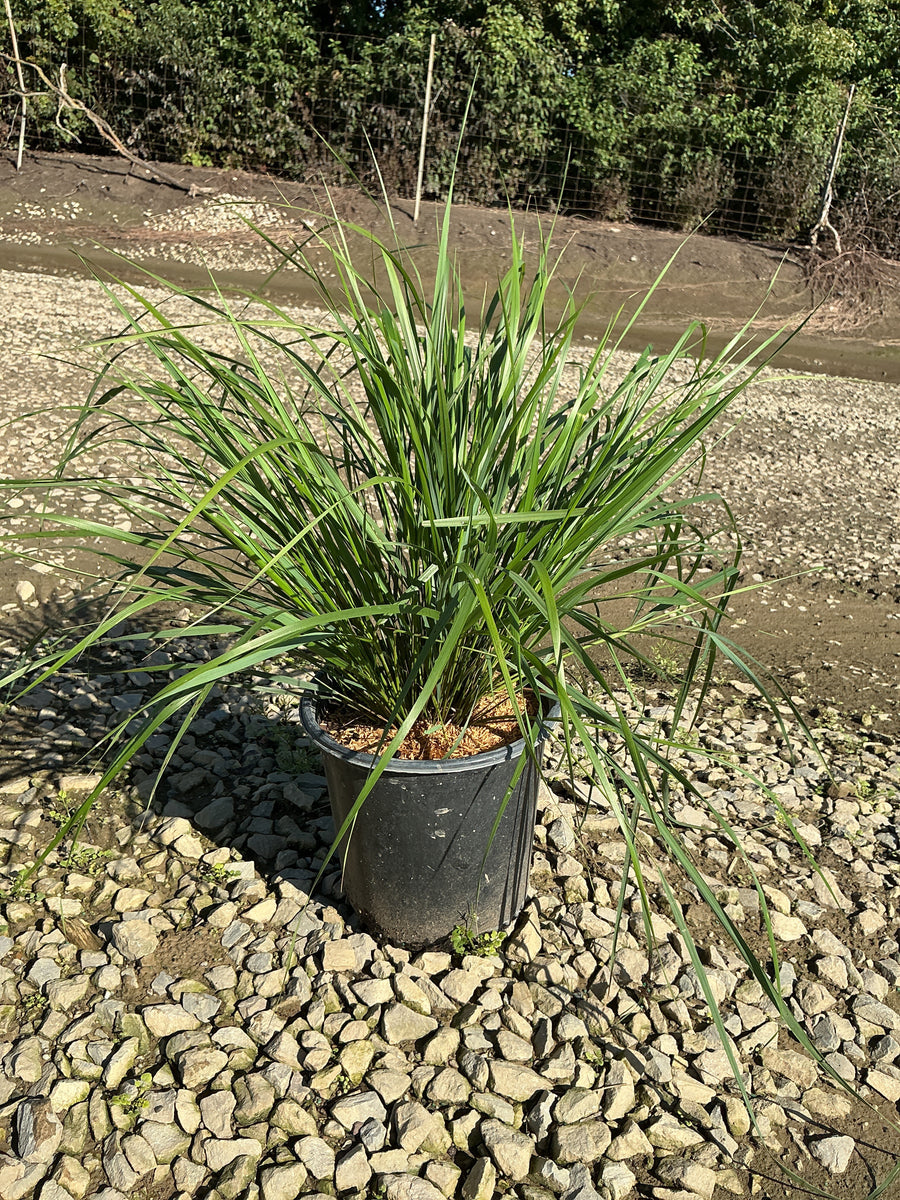 Calamagrostis x acutiflora 'Karl Foerster'