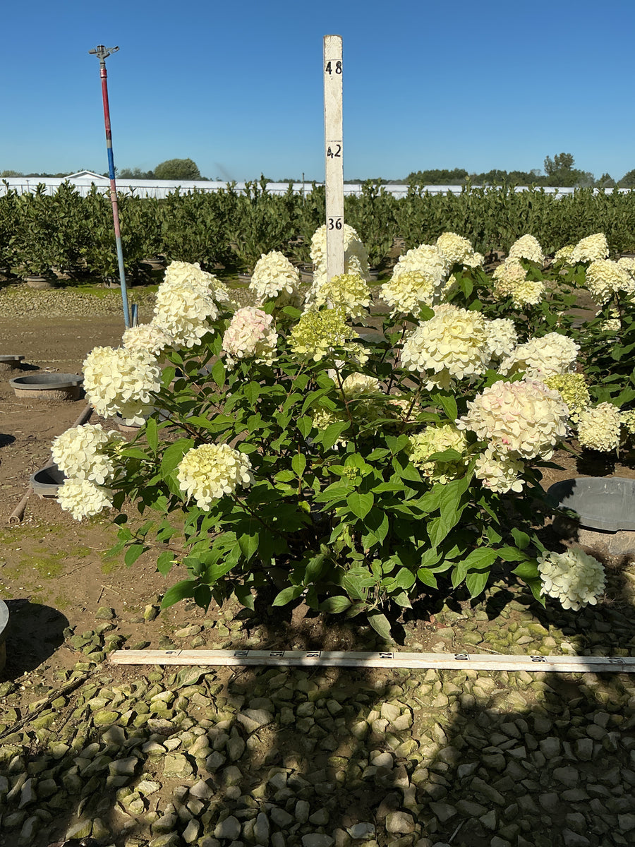 Hydrangea paniculata 'Zwijnenburg'