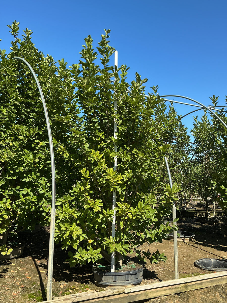 Magnolia x loebneri 'Dr. Merrill'