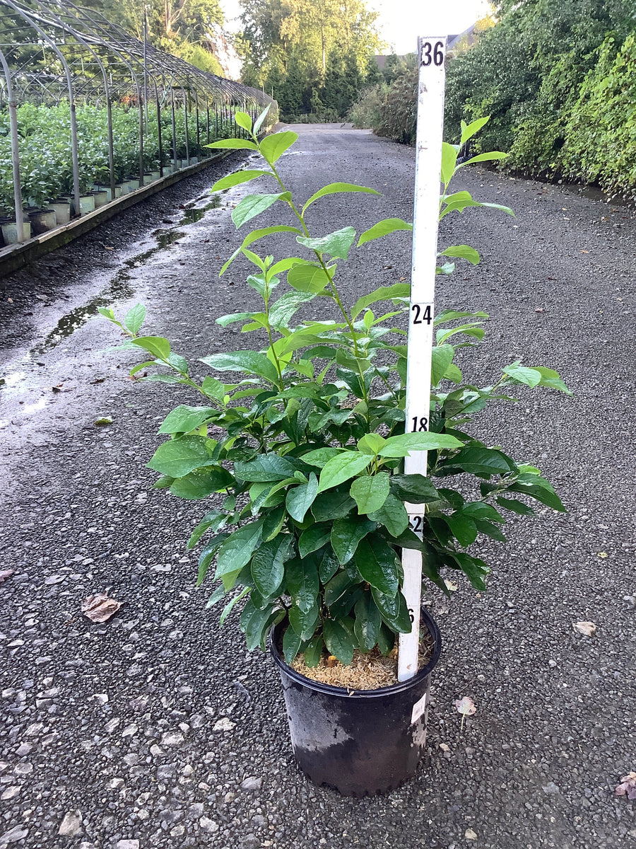 Lindera benzoin