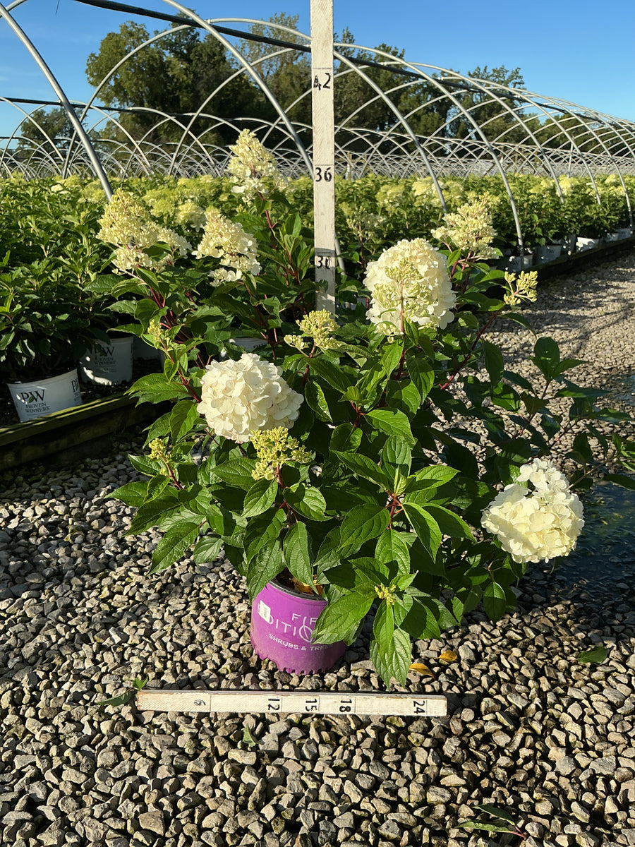 Hydrangea paniculata 'Renhy'