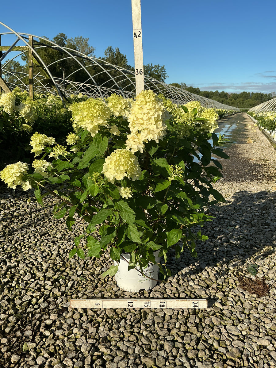 Hydrangea paniculata 'Jane'