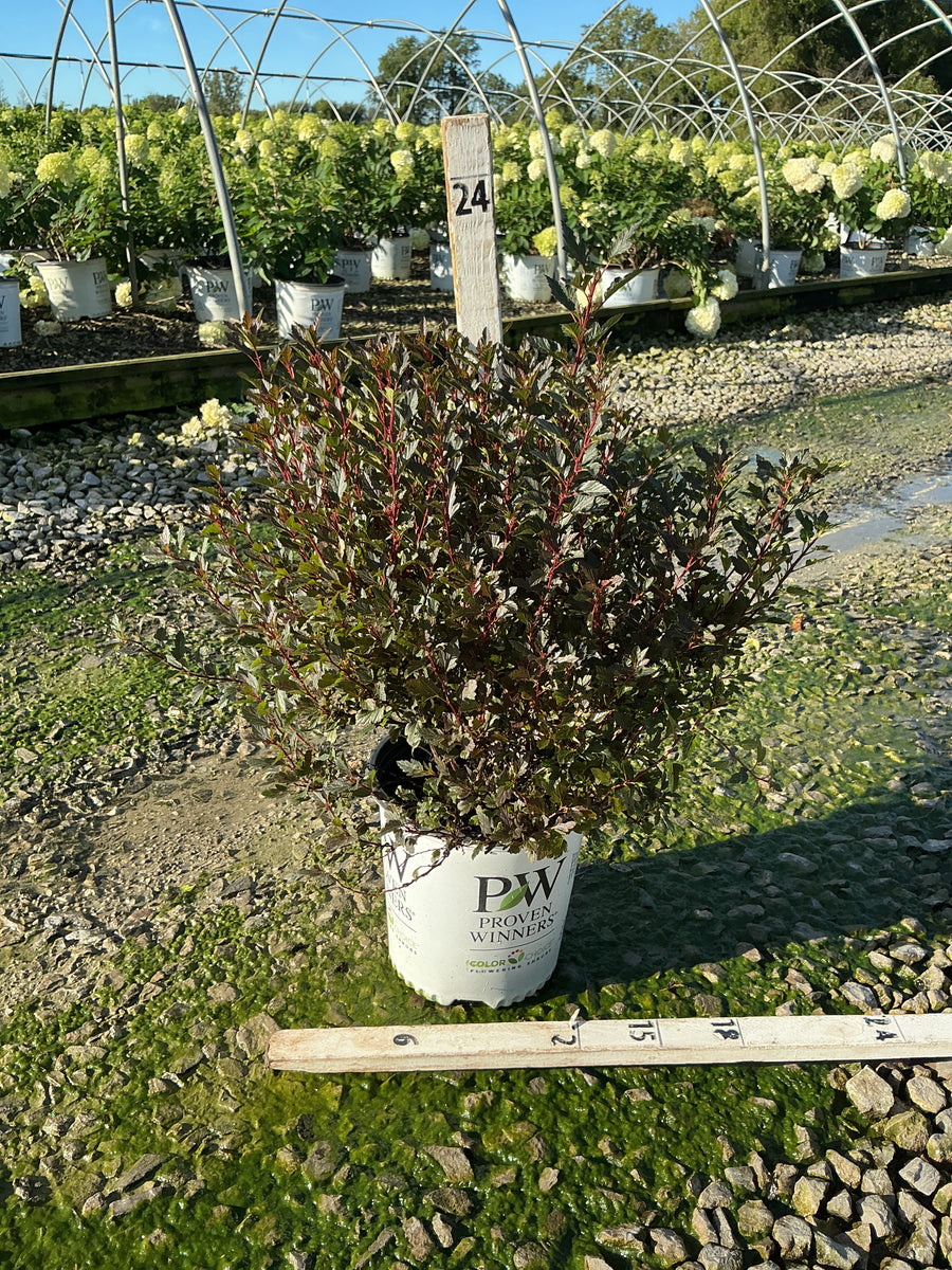 Physocarpus opulifolius 'SMPOTW'