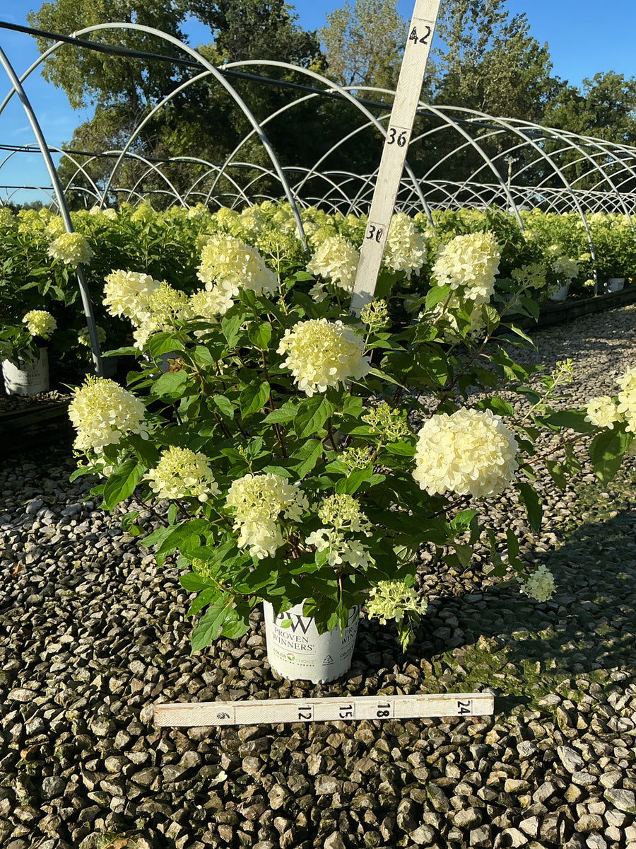 Hydrangea paniculata 'Jane'