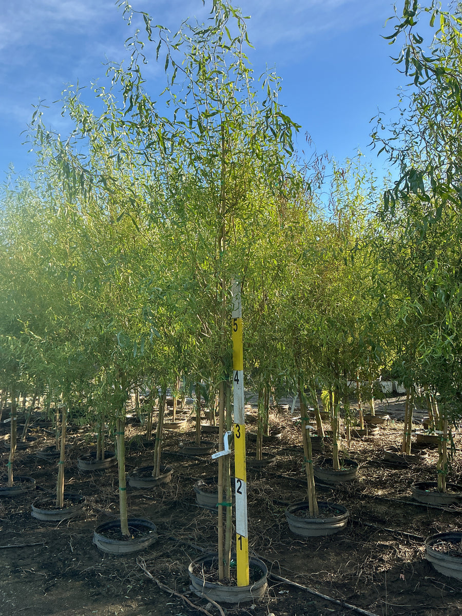 Salix caprea 'Curly Locks'