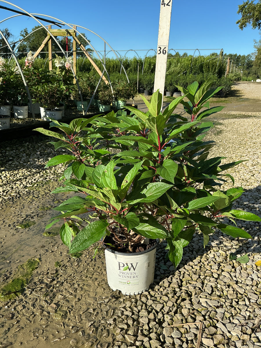 Hydrangea paniculata 'DVPpinky'