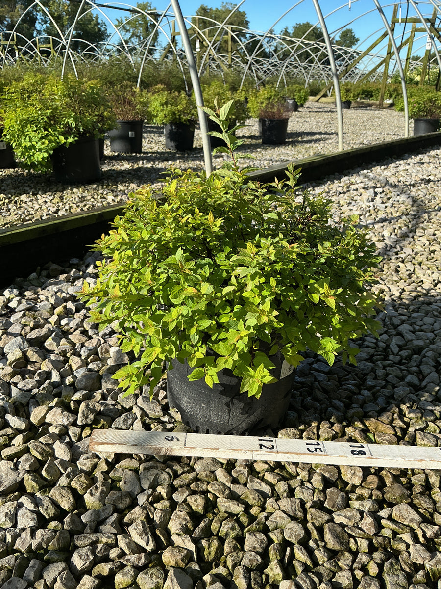 Spiraea japonica 'Goldmound'