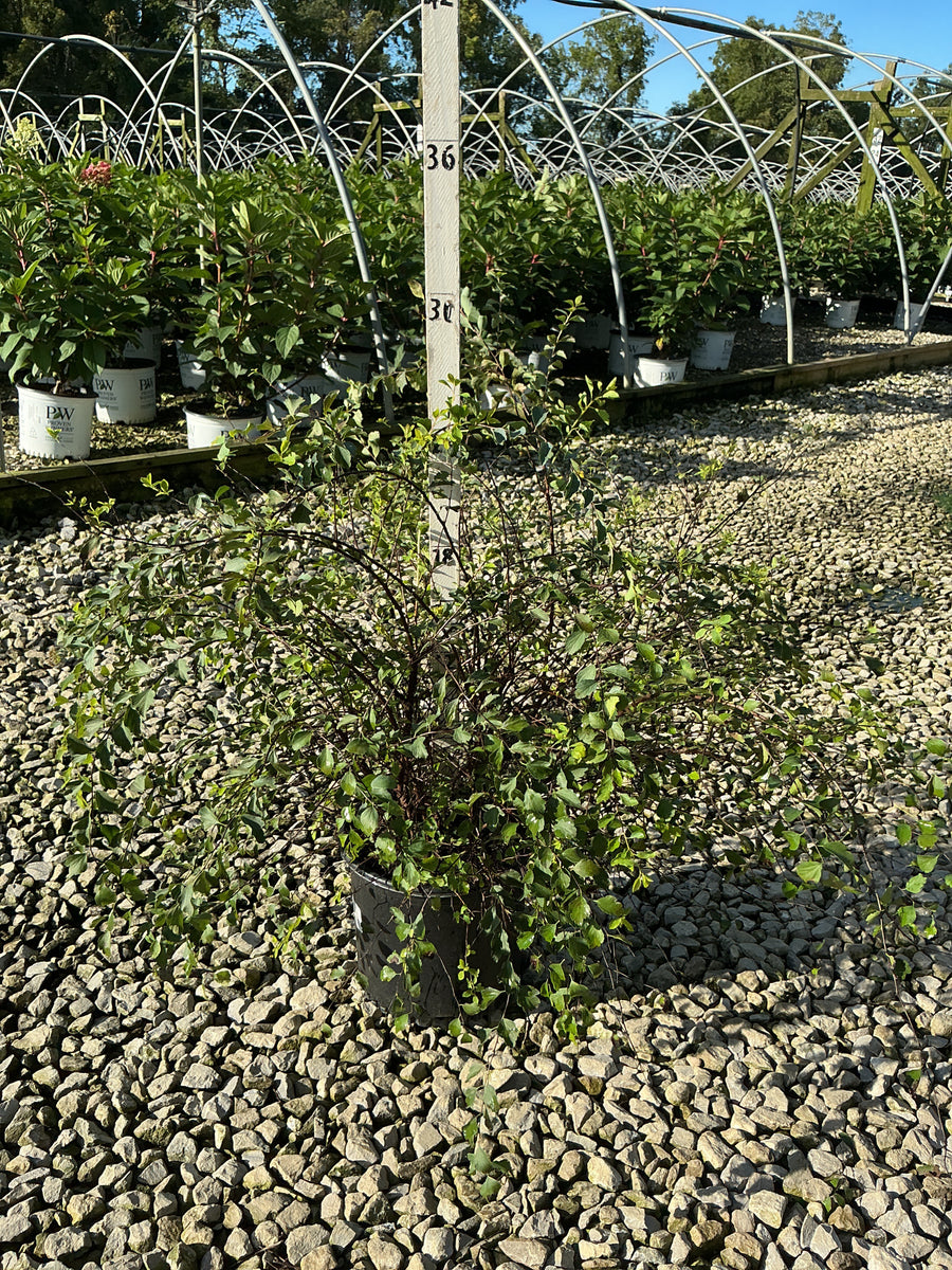 Spiraea x vanhouttei 'Renaissance'