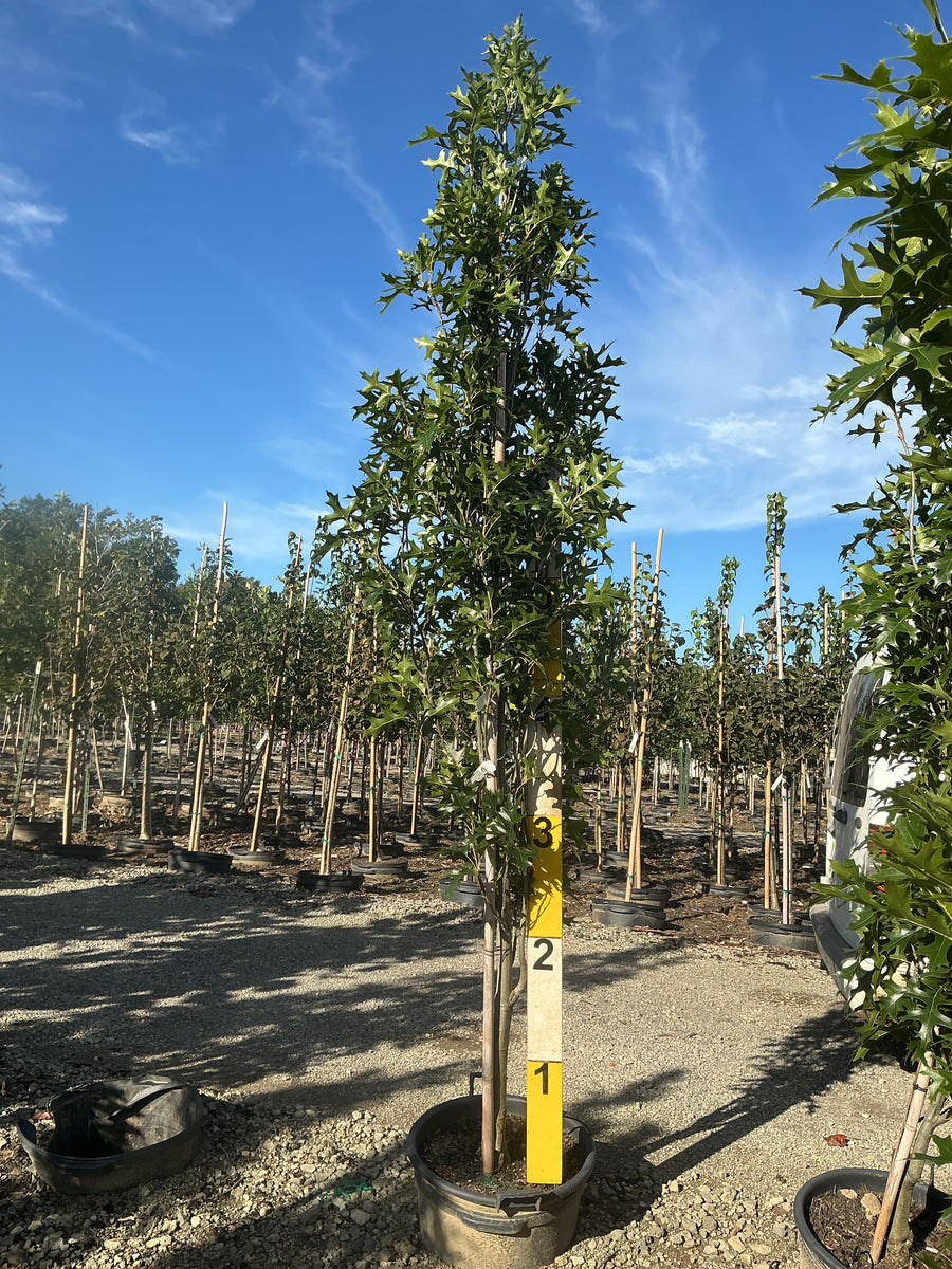 Quercus P 'Green Pillar'