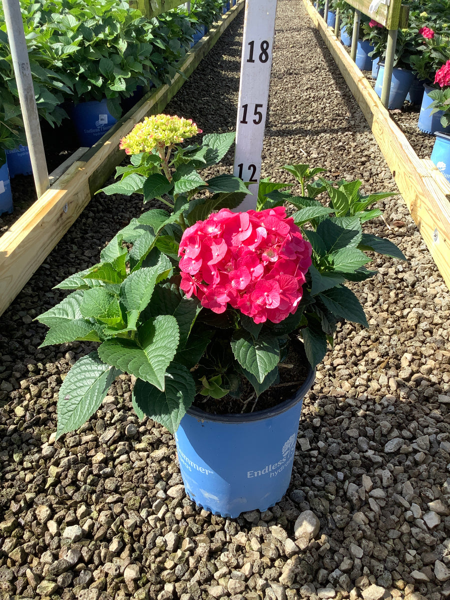 Hydrangea macrophylla 'Summer Crush'