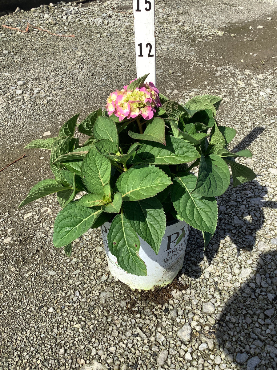 Hydrangea macrophylla 'Lets Dance Sky View'