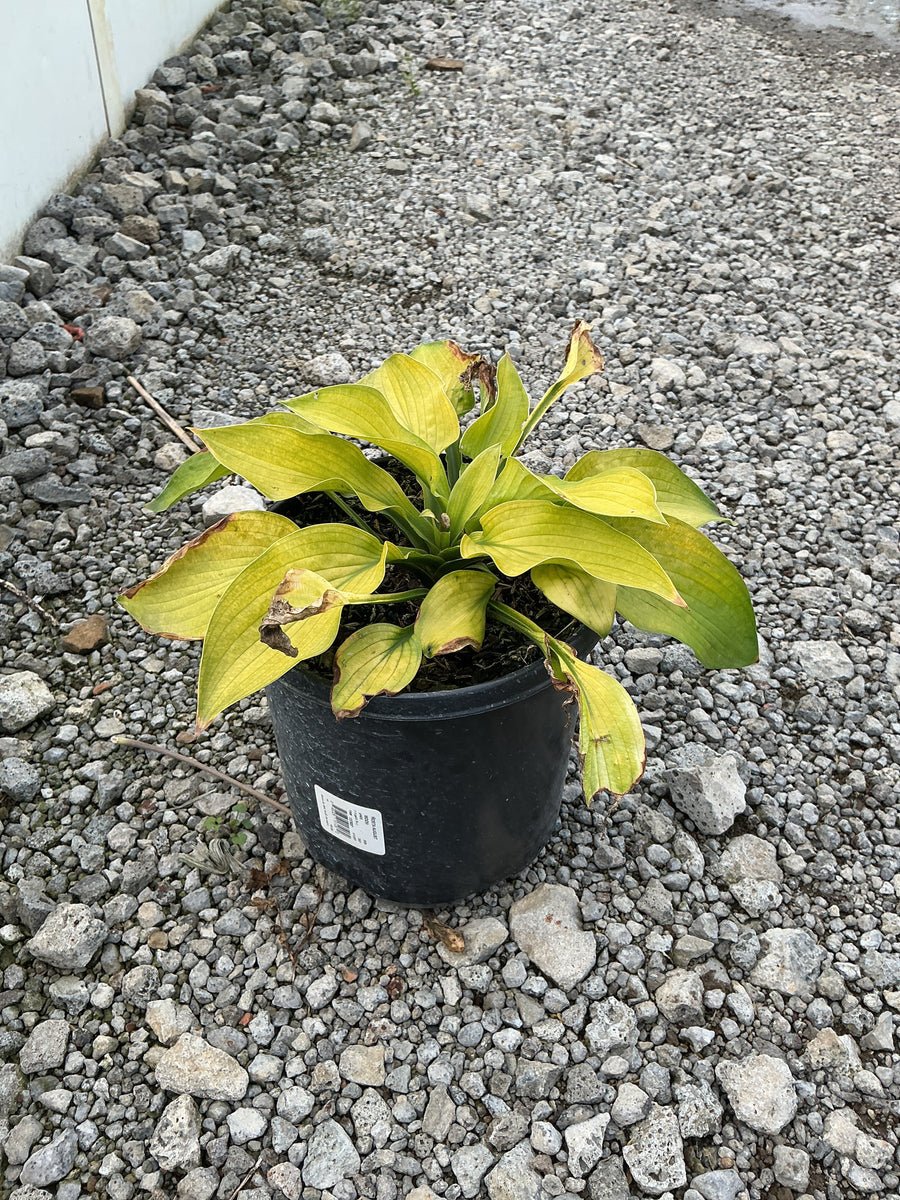 Hosta august 'August Moon'
