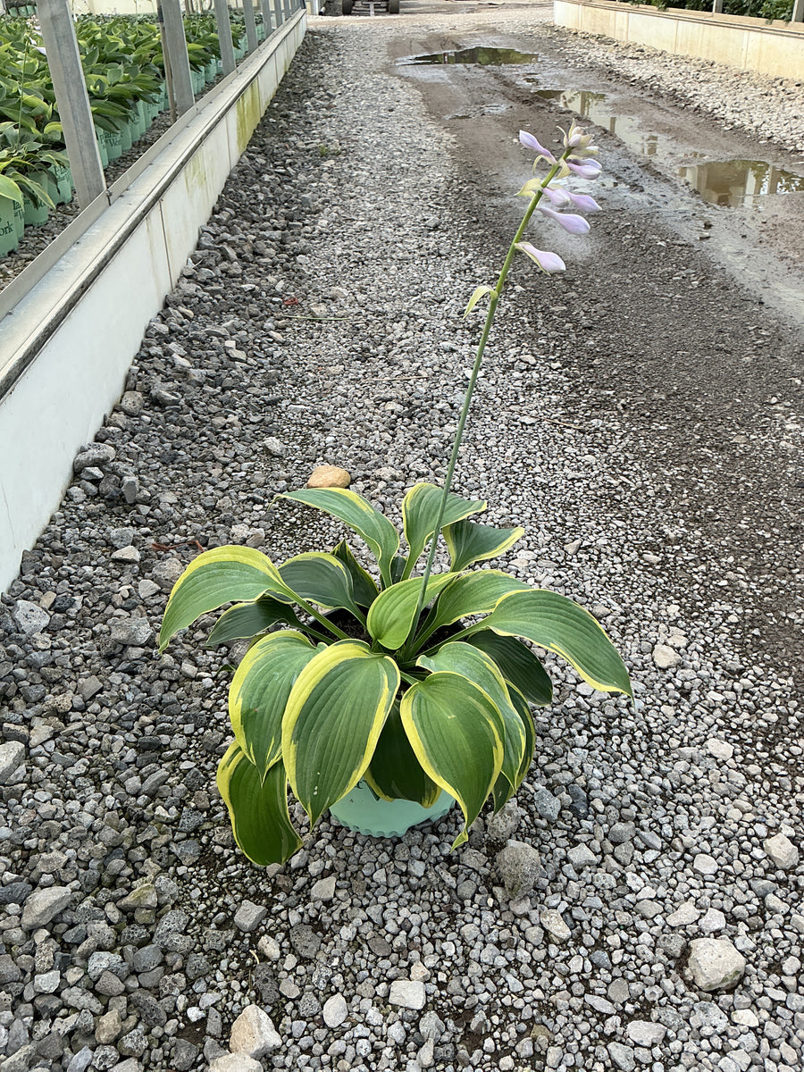 Hosta earth 'Earth Angel'