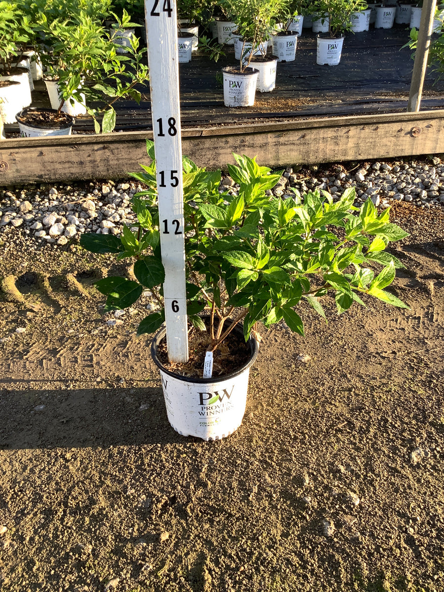 Hydrangea paniculata 'Zwijnenburg'