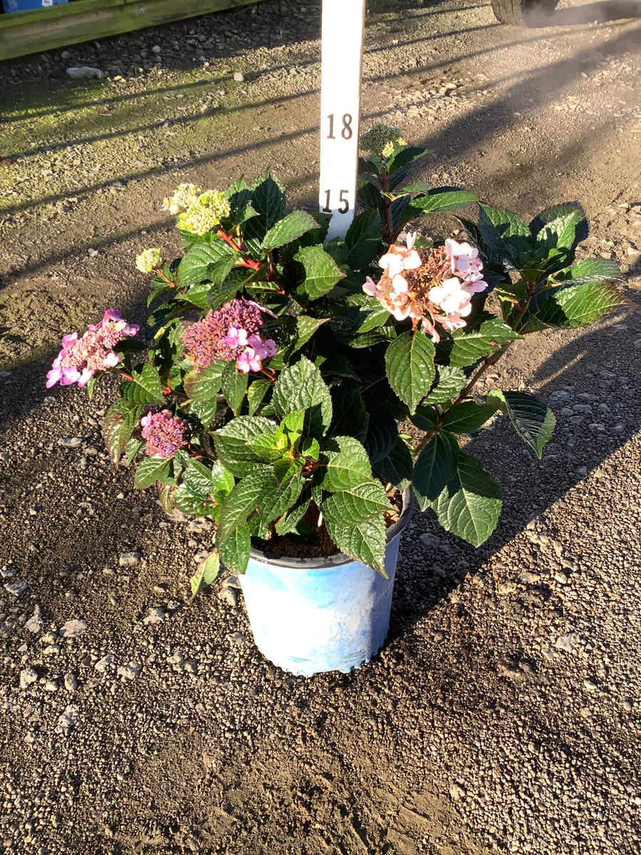 Hydrangea macrophylla 'Pop Star'