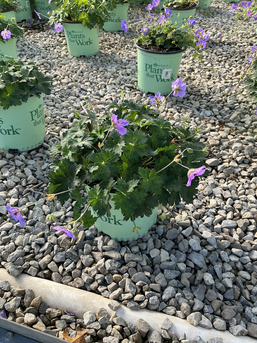 Geranium azure 'Rush'
