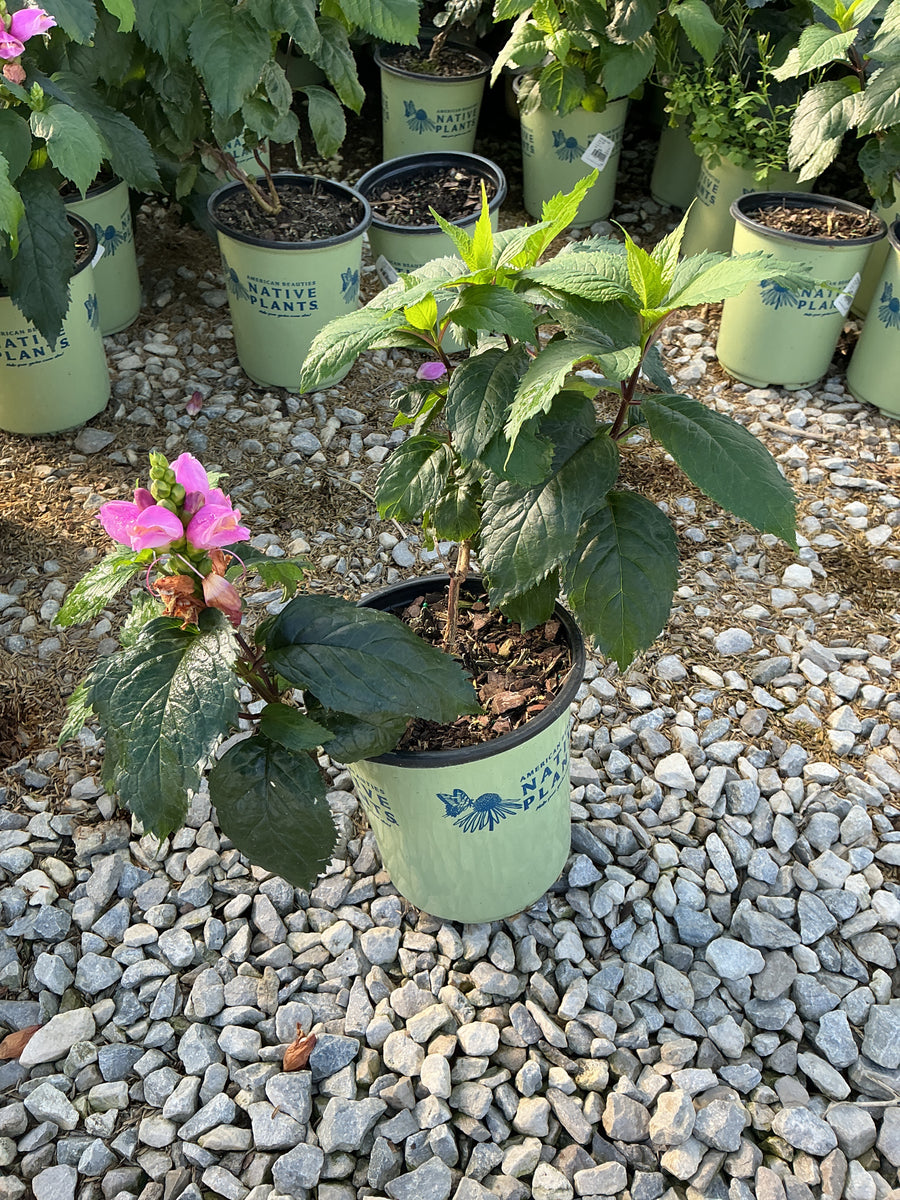 Chelone lyonii 'Hot Lips'